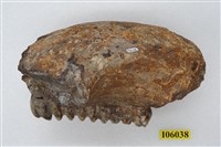 藏品(劍齒象左下顎化石                )的圖片